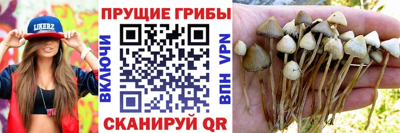 Псилоцибиновые грибы Psilocybine cubensis Вуктыл